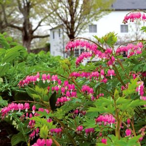 Dicentra (Bleeding Heart)